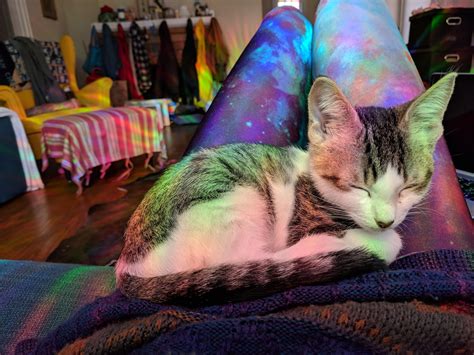 Does Anyone Like Napping Rainbow Kittens Reyebleach