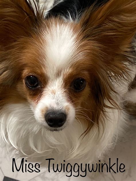 RoseWood Papillons - Papillon Puppies for Sale in Moscow, ID | AKC