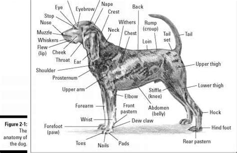 Femur bone structure royalty free vector image. 1913_48_5-dog-hind-legs-anatomy.jpg (528×342) | Dog anatomy, Dog science, Dog grooming