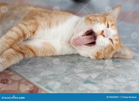 Cute Pet Kitten Yawning Stock Image Image Of Nature 50028021