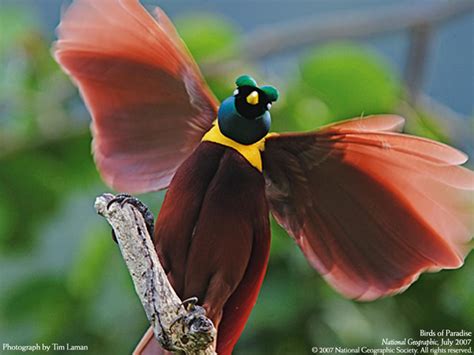 Amazing Bird Of Paradise Bird Of Paradise Facts Photos Information
