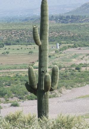 Cacti do indeed have water inside them, but locked up in the form of cell sap and other cell juices. Jumpy's Blog - Route 66 & Tombstone 2008 Page 1