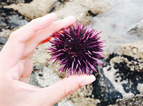 Get To Know Your Neighbor Sea Urchin Echinoidea Wildcoast