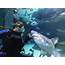Florida Keys Aquarium Encounters  FloridaAttractionscom Find Your