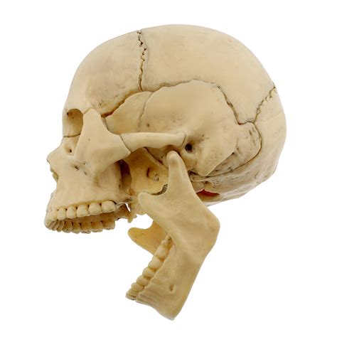 Monmed Human Skull Model Achromic Skeleton 15 Pc Anatomical Skull