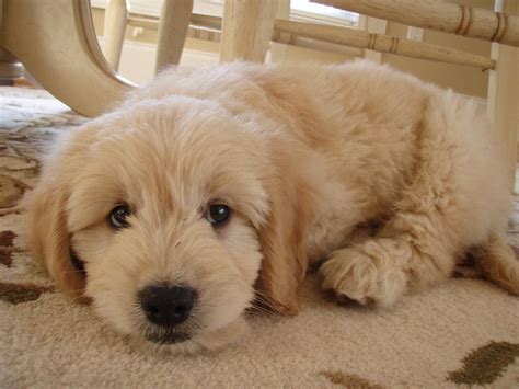 Looking for a puppy food for goldendoodle fur friends? Worst & Best Dog Food Brands- Aussiedoodle and Labradoodle ...