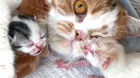 Newborn Kitten Kisses His Mom Cat Newborn Kittens Cat Mom Kitten