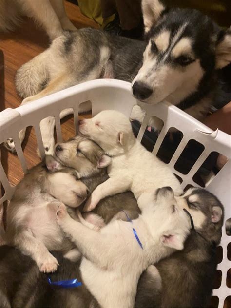 Please check back frequently or sign up for our mailing list to get timely updates. Husky puppies for sale in Dallas, TX - 5miles: Buy and Sell