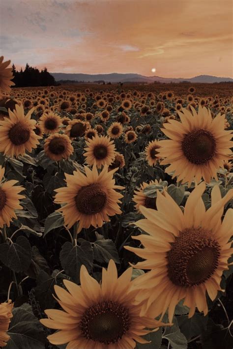 Brown Sunflower Aesthetic Pretty Wallpapers Natural