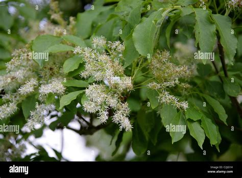 Tree Of Heaven Ailanthus Altissima Simaroubaceae Northeast And