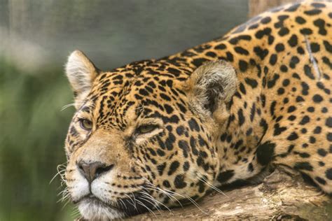 Tropical Rainforest Animals List - Animal Sake