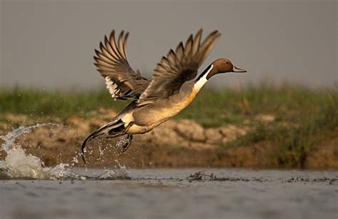 Duck Departure A Northern Pintail Taking Off From The Water