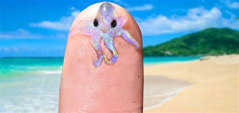 Top 10 Smallest Creatures And Animals In The Worlds Oceans