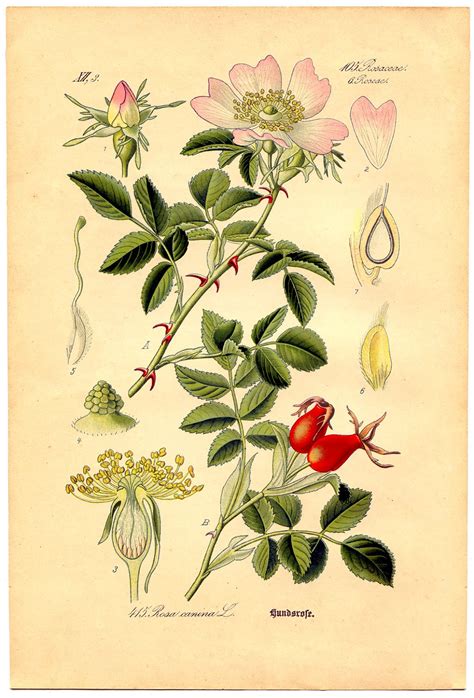 Printable Vintage Botanical Prints Printable Templates