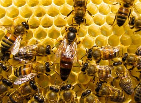 Find 20 listings related to queen bee in long beach on yp.com. Queen Bee's Blind Sex: A Unusual Act Of The Bees