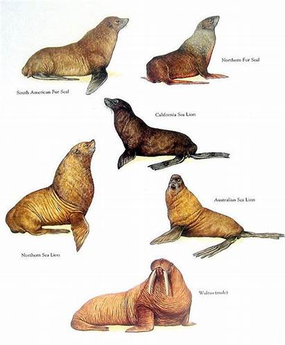 Sea Lion Seal Walrus Animals Animal Drawing