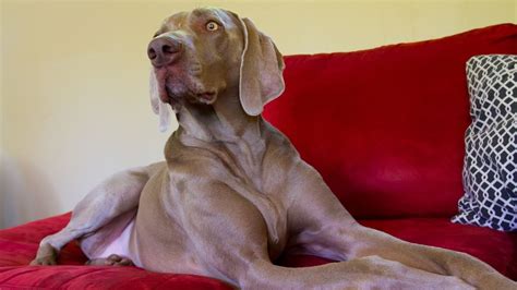 Can Weimaraners Be Left Alone During The Day Youtube