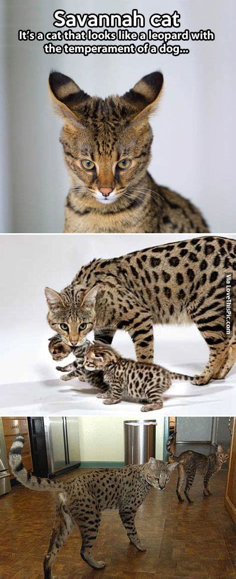 Feed your pet with raw chicken the vaccinations and veterinarian health care of the savannah is the same as that of domestic cats. Savannah Cat animals cat cats animal savannah cat | Chats ...