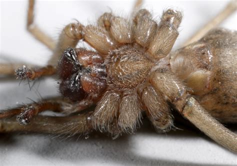 Hobo Spider Tegenaria Agrestis Ventral Eratigena Agrestis
