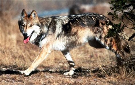 Endangered Mexican Gray Wolves Could Be Introduced To Utah The Daily