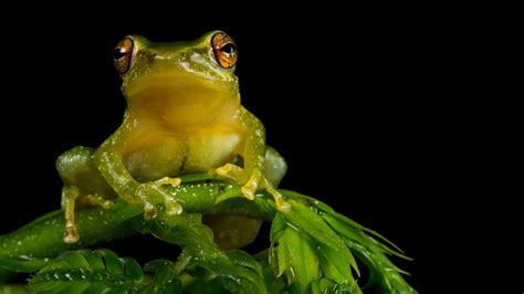 Free Download Tree Frog Wallpaper High Quality Poison Dart Animated