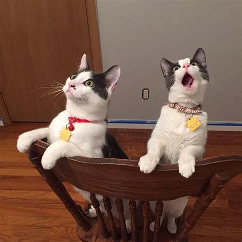 Their First Ceiling Fan Funny Animal Pictures Crazy Cats Cats And