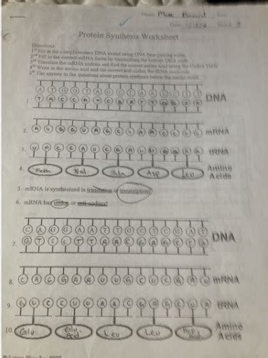 (activity b continued on next page) 2019 activity b (continued from previous page) 5. Image result for protein synthesis worksheet answers | School ️ ️ | Pinterest | Worksheets and ...