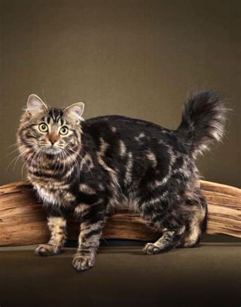 American Bobtail Longhair A Naturally Occurring Short Tailed Cat