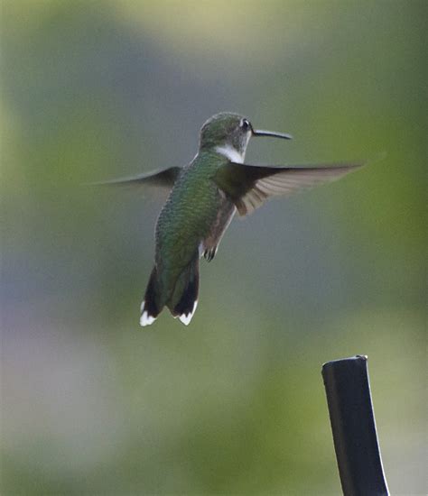 I Love Hummingbirds Last Shots Of Summer 923 Lake