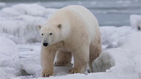 Polar Bear ‘invasion Sparks Emergency In Russian Arctic Town The