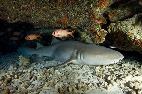 The Cave Of The Sleeping Sharks La Cueva De Los Tiburones Dormidos