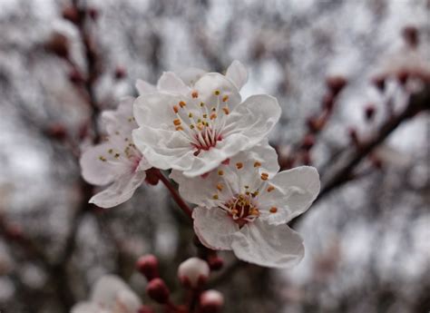 Urban Pollinators Winter Flowers For Bees And Other Pollinators