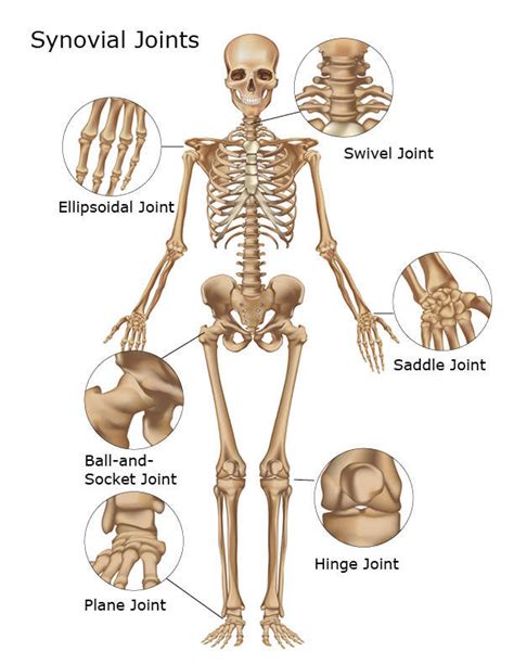 The body found in the sewer system that you read about in the beginning of the chapter was found. Organs of Skeletal System and Their Functions | New Health ...