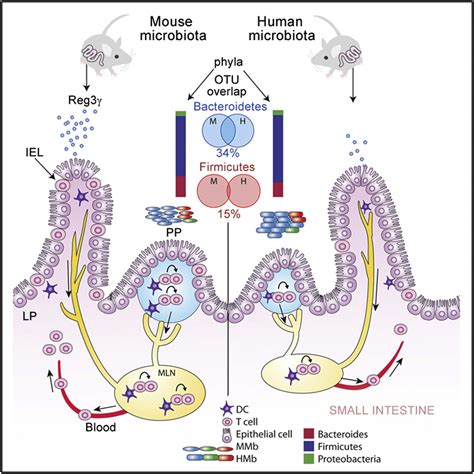 Gut Immune Maturation Depends On Colonization With A Host Specific