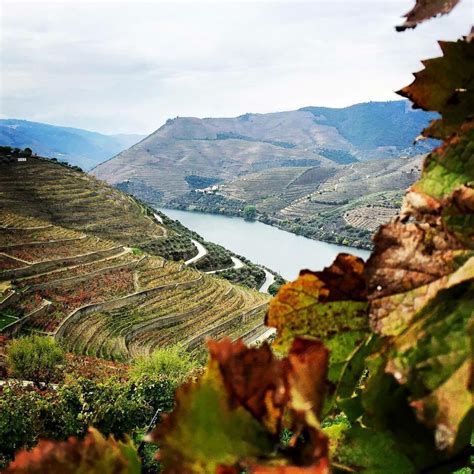 douro wineries portugal by wine wine tourism in portugal