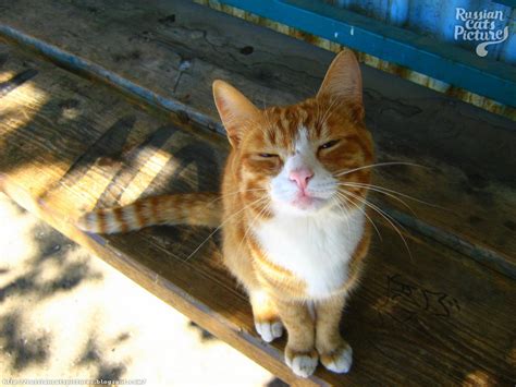 Select from premium orange white cat of the highest quality. Orange-Eyed Red Mackerel Tabby with White Happy Cat ...