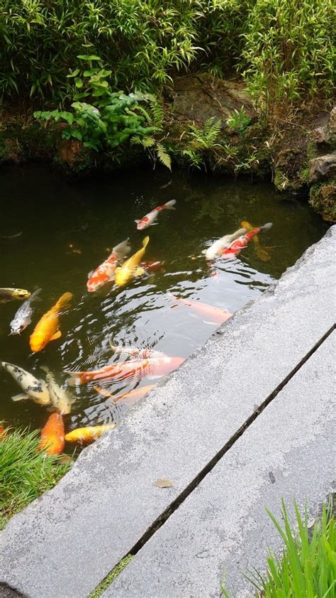 Book your tickets online for palampur tea gardens, palampur: San Francisco Japanese Tea Garden: Summer 2015 | Tea ...