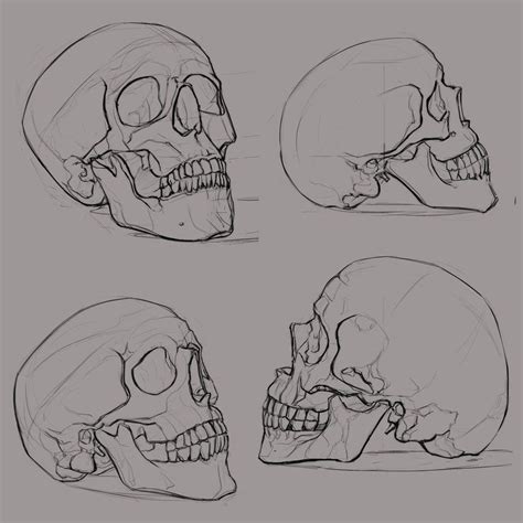 Skullsketches1 Предметы искусства со скелетами Картинки с черепами