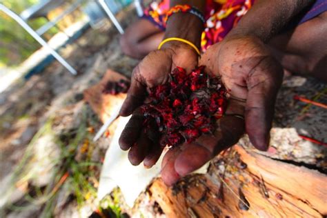 Adventure In Culture Women S Tour Of Yolŋu Homeland East Arnhem Land Nt Australian Geographic