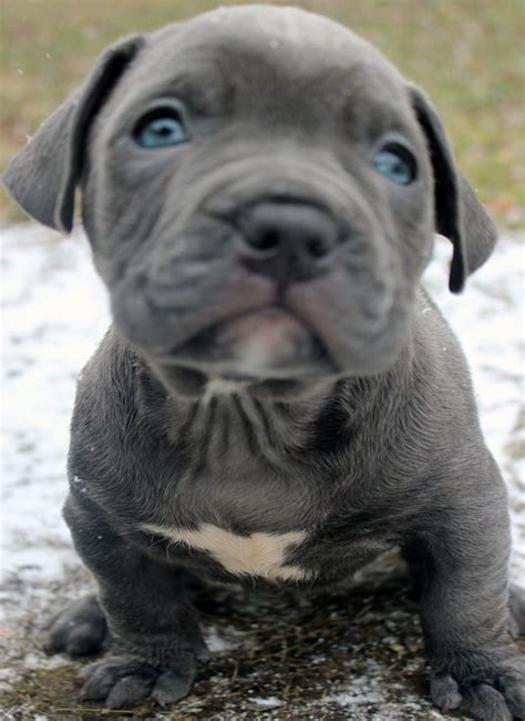 Typically blue nose puppies have two blue noses parents but sometimes they can come from a cross of one blue nose parent and one no. Blue Nose Pitbull Puppies For Sale - Blue Nose Pitbull Breeders - Baby Pitbulls For Sale