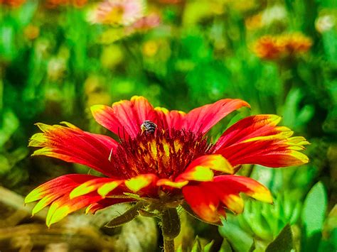 Maybe you would like to learn more about one of these? Honey Bee On Flower - Free Indian Stock Pictures. Download ...
