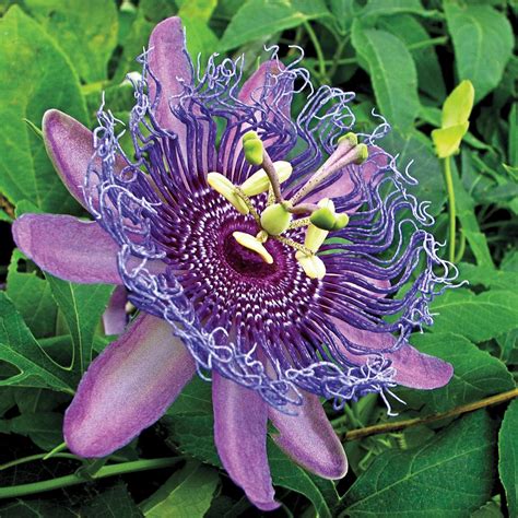 spring hill nurseries purple passion flower passiflora live potted tropical vine with purple