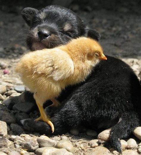 17 Best Images About Odd Couples On Pinterest Friendship Animal