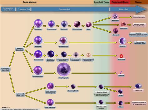 Atlas Of Hematology Whizpowen