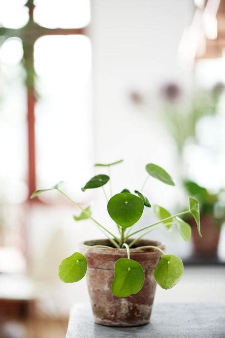 Die pilea peperomioides, besser bekannt als die ufopflanze pilea peperomioides ist eine pflegeleichte pflanze wenn man weiß wo drauf zu achten ist. Pilea Peperomioides - Die Ufopflanze
