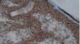 Termite Eggs Image Photos