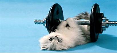 Heavy Weight Dumbbells Lifting Weights Funny Kitten