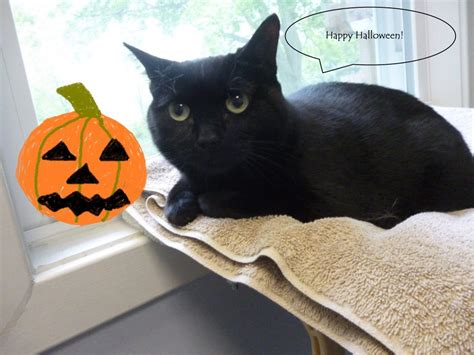 Black Cats And Halloween Good Luck Or Cursed From A Cat
