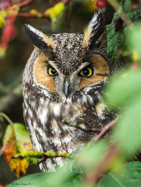 Long Eared Owl Owl Bird Owl Long Eared Owl