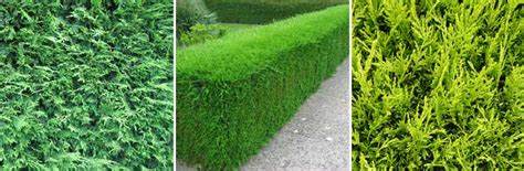 Top 5 Plants For A Garden Hedge Evergreen Hedging